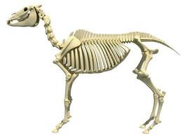 cheval squelette anatomie 3d le rendu photo