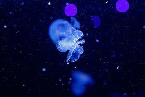 macro de une magnifique méduse stomolophus meleagris photo