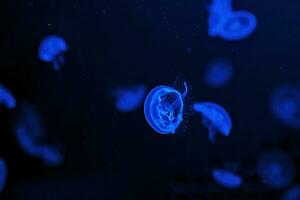 tournage macro méduse aurelia aurita sous-marin photo