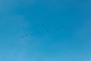 une troupeau de des oiseaux en volant dans le bleu ciel photo