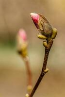 magnifique magnolia fleurs avec l'eau gouttelettes photo