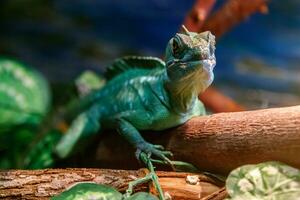 magnifique lézard casqué basilic, empanaché basilic, basilic plumiphrines photo