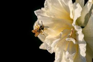 magnifique été éponge jonquilles avec abeille photo