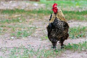 magnifique coq sur herbe Contexte photo