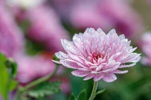 multicolore fleur des lits de magnifique chrysanthèmes photo