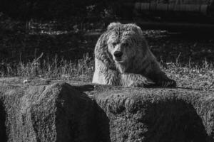 magnifique tien Shan marron ours photo