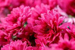 multicolore fleur des lits de magnifique chrysanthèmes photo