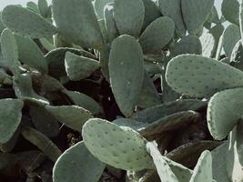 cactus plante la nature tropical proche en haut photo