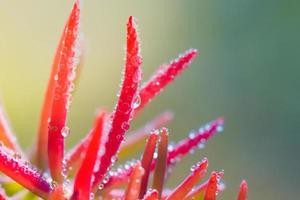 belle herbe rouge photo