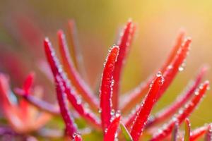 belle herbe rouge photo