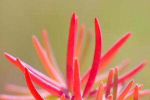 belle herbe rouge photo