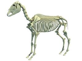 cheval squelette anatomie 3d le rendu photo