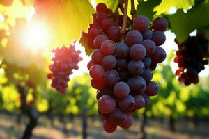 ai généré vignoble beauté Frais les raisins illuminé avec doux lumière exposition photo