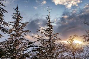 belle forêt d'hiver photo