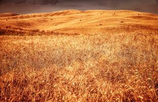 champ de blé sec doré photo