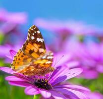 magnifique papillon sur violet fleur photo