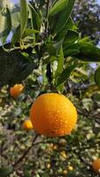 Frais Orange à Orange arbre dans jardin photo
