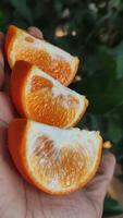 Frais Coupe des oranges dans homme main sur Orange ferme photo