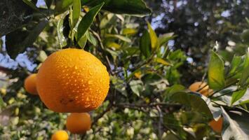 Frais Orange à Orange arbre dans jardin photo