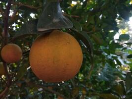 magnifique Frais Orange dans une jardin arbre photo