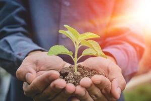 main tenant arbre sol croissance des arbres ensemencement photo