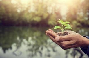 main tenant arbre sol croissance des arbres ensemencement photo