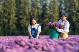 équipe de asiatique agriculteur et fleuriste est travail dans le ferme tandis que Coupe violet chrysanthème fleur en utilisant sécateur pour Couper fleur affaires pour mort titre, cultivation et récolte saison photo