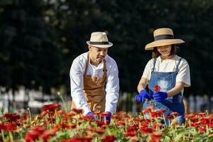 équipe de asiatique agriculteur et fleuriste est travail dans le ferme tandis que Coupe zinnia fleurs en utilisant sécateur pour Couper fleur affaires dans le sien ferme pour agriculture industrie concept photo