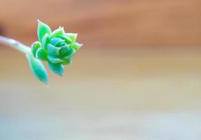 Close-up de bourgeon de plante succulente graptopetalum macdougallii photo