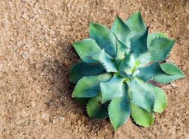 gros plan de plante succulente, épine et détail sur les feuilles d'agave Potatorum photo