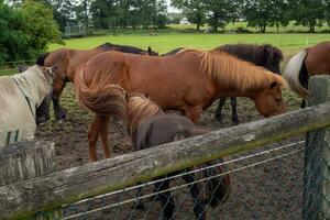 les chevaux pâturage dans une Prairie photo