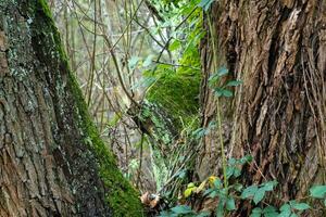 vieux écorce de une gros arbre photo