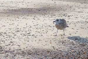 oiseau sur le plage photo