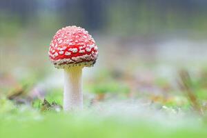 Jeune amanite muscaria, connu comme le mouche agaric ou mouche amanite. guérison et médicinal champignon avec rouge casquette croissance dans forêt. pouvez être utilisé pour micro dosage, spirituel les pratiques et chaman rituels photo