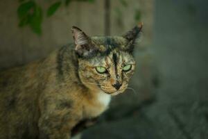 le femelle rayé chat avec Jaune et noir fourrure est regarder à toi. photo