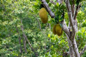 jacquier est le Nom de une type de arbre, comme bien comme ses fruit. jacquier des arbres appartenir à le moracées famille photo