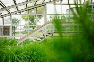 serre parfumé jardin zone. les fonctions comme une protecteur pour aromatique les plantes. photo