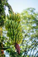 tas de bananes photo