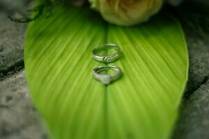 paire de mariage anneaux photo