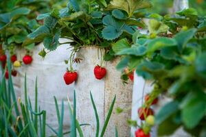 Frais mûr des fraises sur branche photo