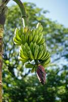 tas de bananes photo