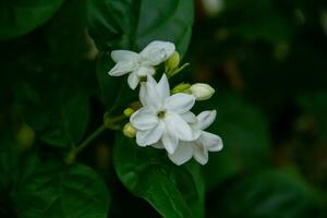 jasmin est un ornemental fleur plante dans le forme de une arbuste avec ériger tiges cette vies pour années. photo