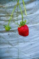 Frais mûr des fraises sur branche photo