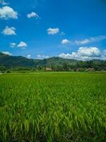 vue de une vert riz ferme dans le campagne, avec une Contexte de collines et bleu ciel. photo