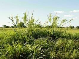 ai généré prairies herbes avec bleu ciel voir. herbe sur sauvage champ. génératif ai photo