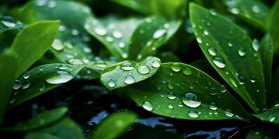 ai généré Frais vert feuilles avec l'eau gouttelettes. proche en haut de feuille avec gouttes de pluie. génératif ai photo