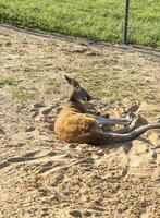 coup de le kangourou repos. faune photo