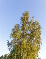 coup de le gros bouleau arbre. la nature photo