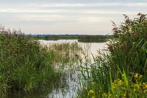 paysage coup de le lac. la nature photo