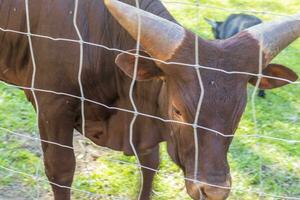 coup de le vaches dans le cultiver. animaux photo